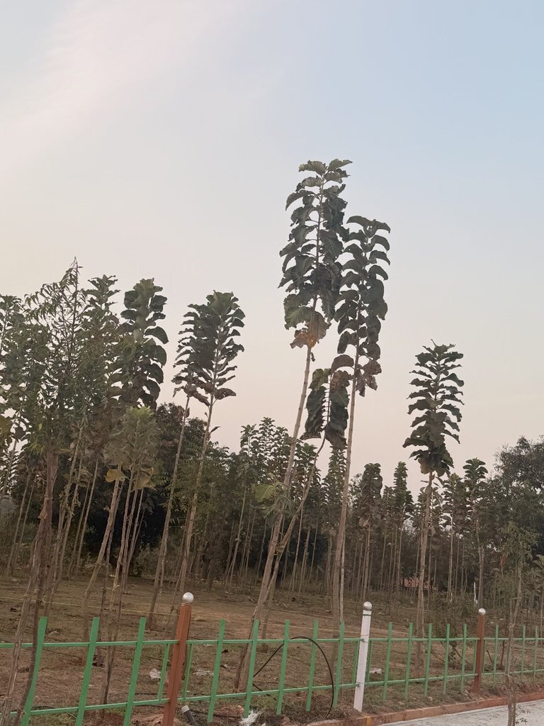 Ozone Farm landscaping and site infrastructure — view 40