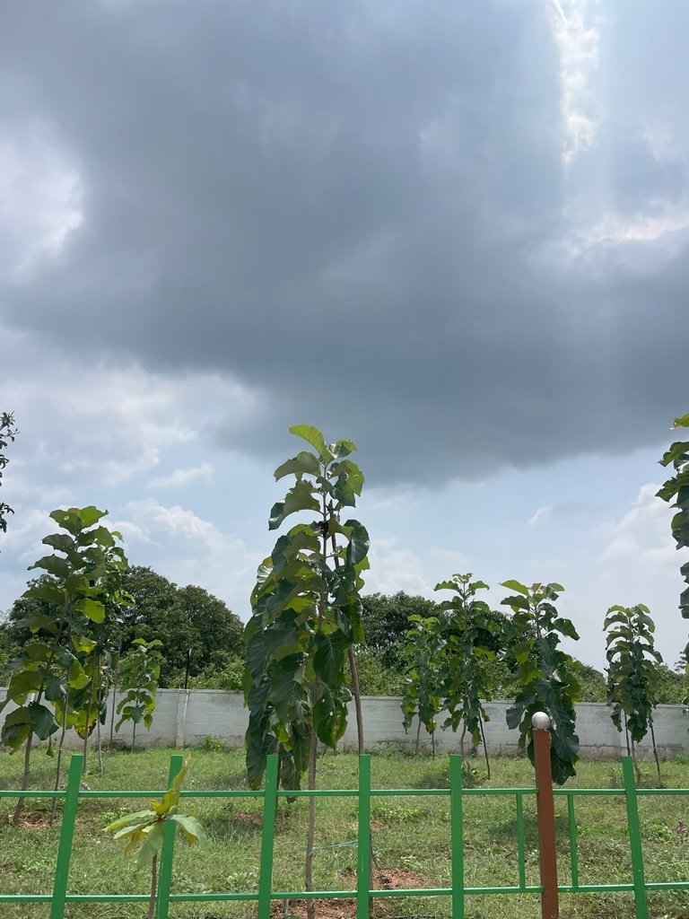 Ozone Farm landscaping and site infrastructure — view 18