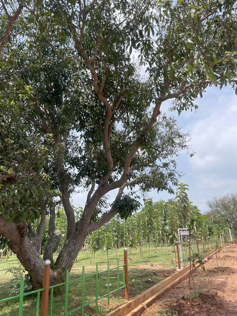 Ozone Farm landscaping and site infrastructure — view 20