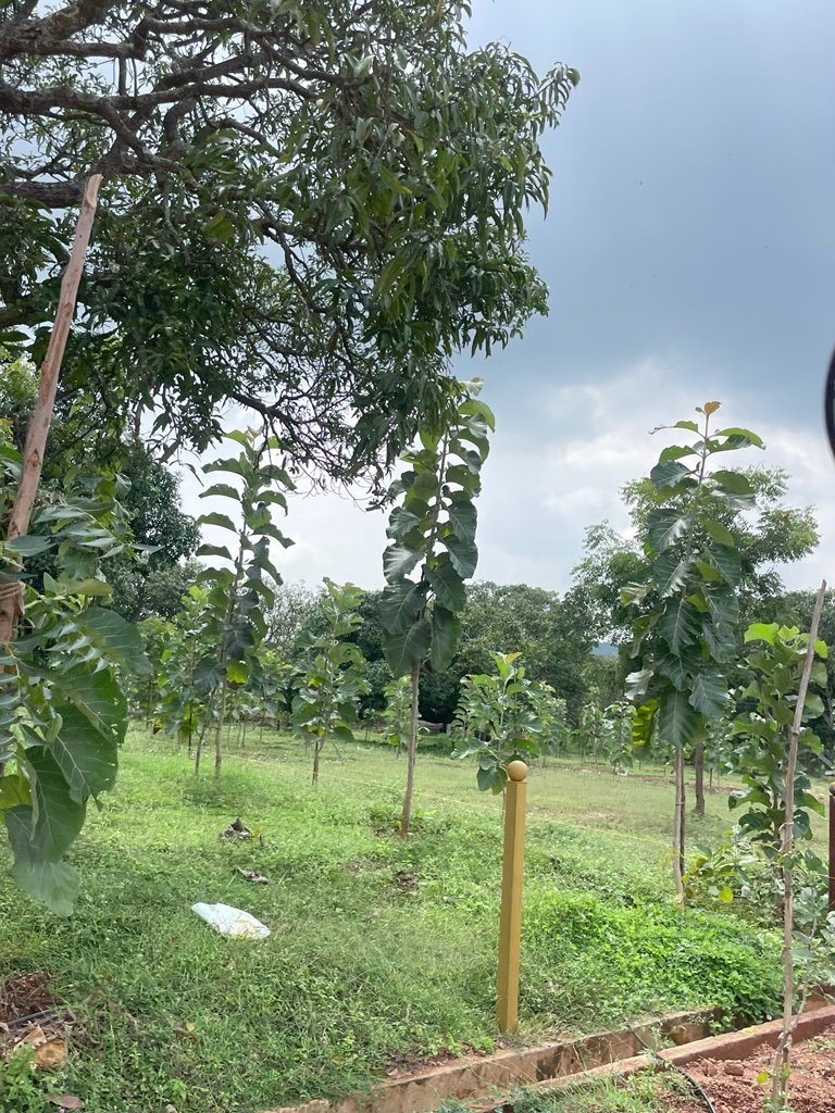Ozone Farm landscaping and site infrastructure — view 26