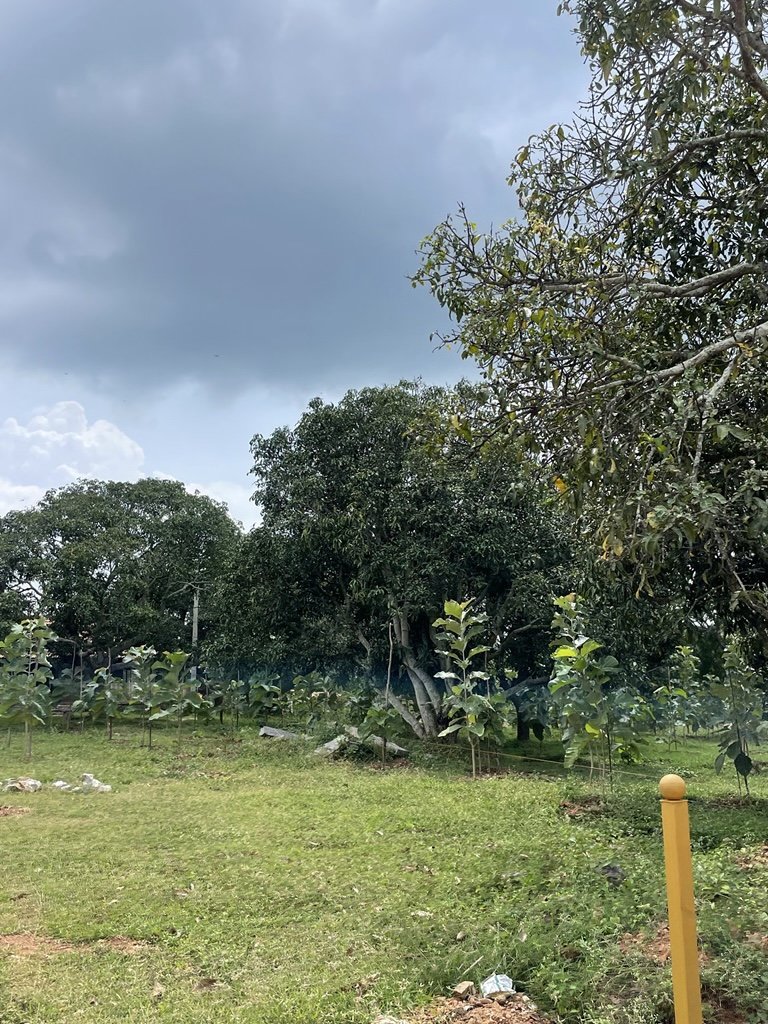 Ozone Farm landscaping and site infrastructure — view 27