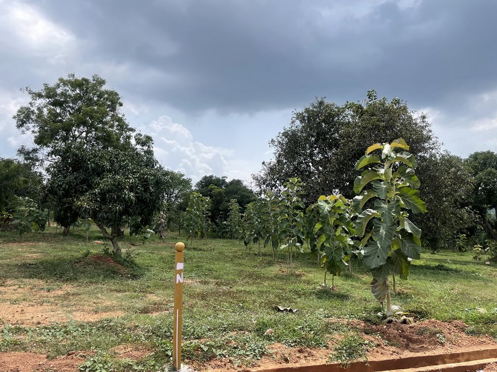 Ozone Farm landscaping and site infrastructure — view 28