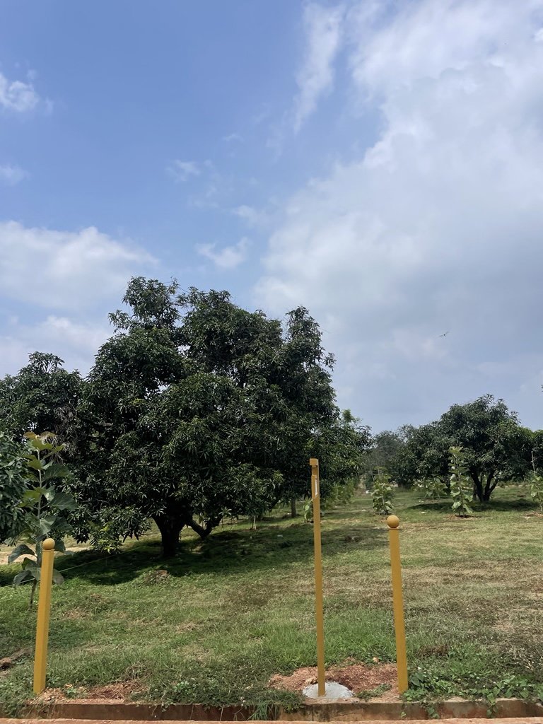 Ozone Farm landscaping and site infrastructure — view 29