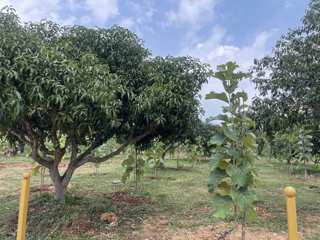 Ozone Farm landscaping and site infrastructure — view 1