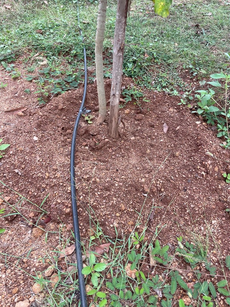 Ozone Farm landscaping and site infrastructure — view 2