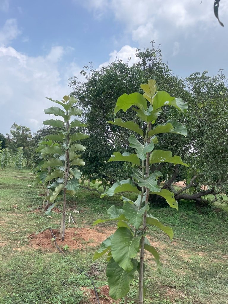 Ozone Farm landscaping and site infrastructure — view 3