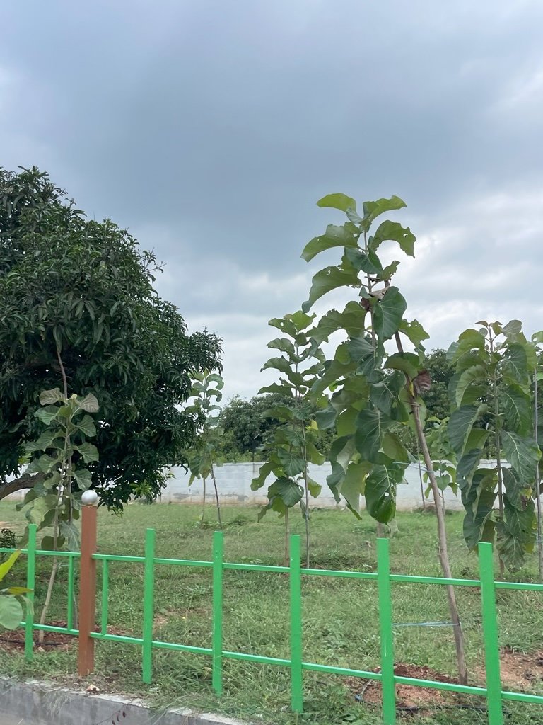 Ozone Farm landscaping and site infrastructure — view 62