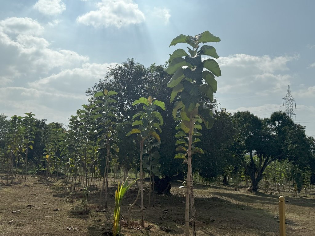 Ozone Farm landscaping and site infrastructure — view 63
